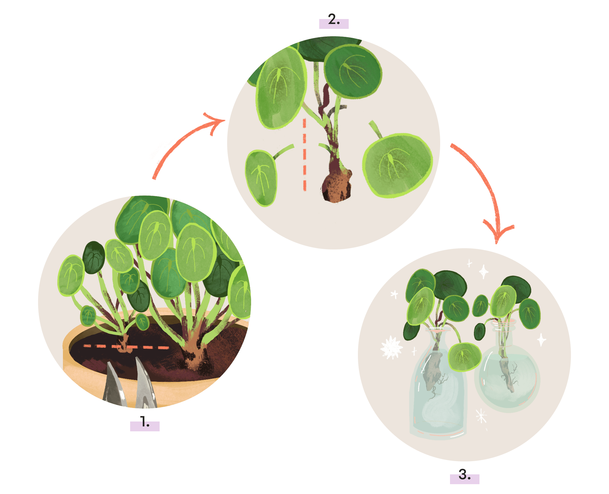Propagation When Your Plant Babies Have Babies (2023)